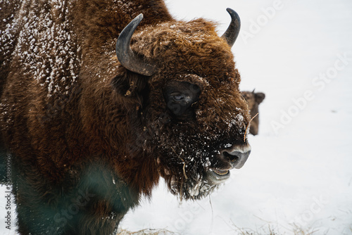 Wallpaper Mural European bison in the snow. Torontodigital.ca