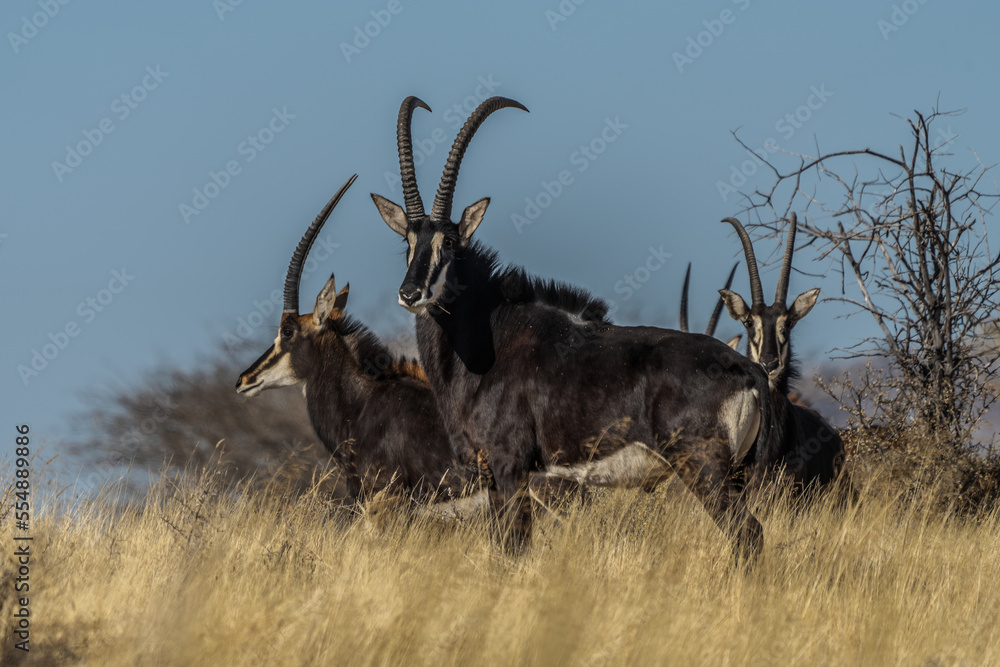 Fototapeta premium Sable antelope (Hippotragus niger), rare antelope with magnificent horns, South Africa