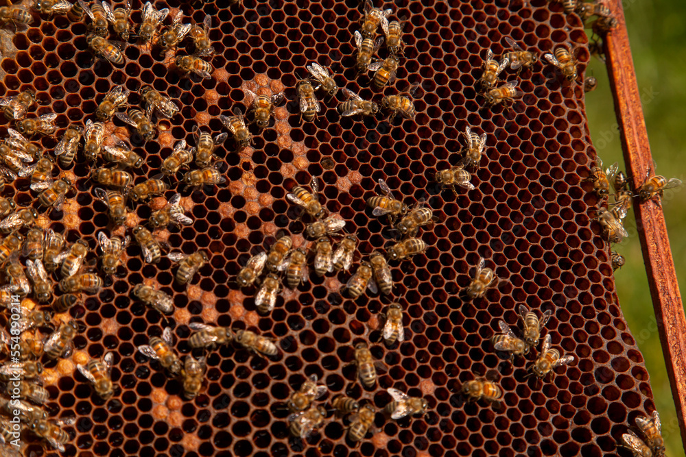 Working bees in a hive on honeycomb. Bees inside hive with sealed and open cells for their young.. Working bees in a hive on honeycomb. Bees inside hive with sealed and open cells for their young..