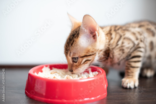 Bengal breed kitten eating rice with meat, pet.