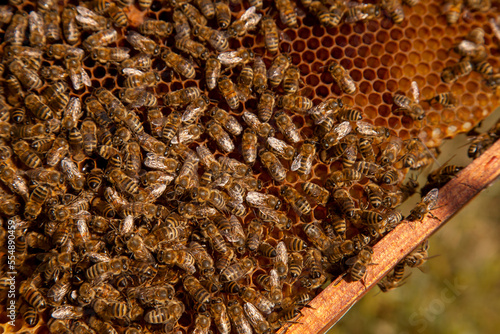 Working bees in a hive on honeycomb. Bees inside hive with sealed and open cells for their young..