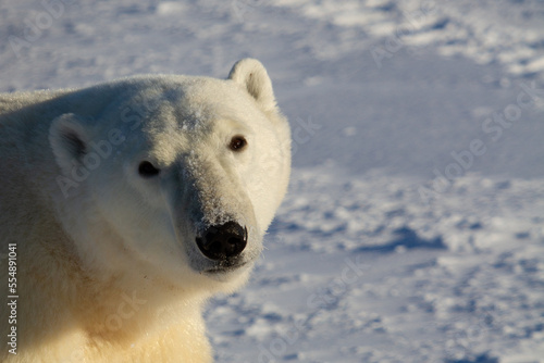 Closeup of a polar bear or ursus maritumus on a sunny day with snow in the background, near Churchill, Manitoba Canada