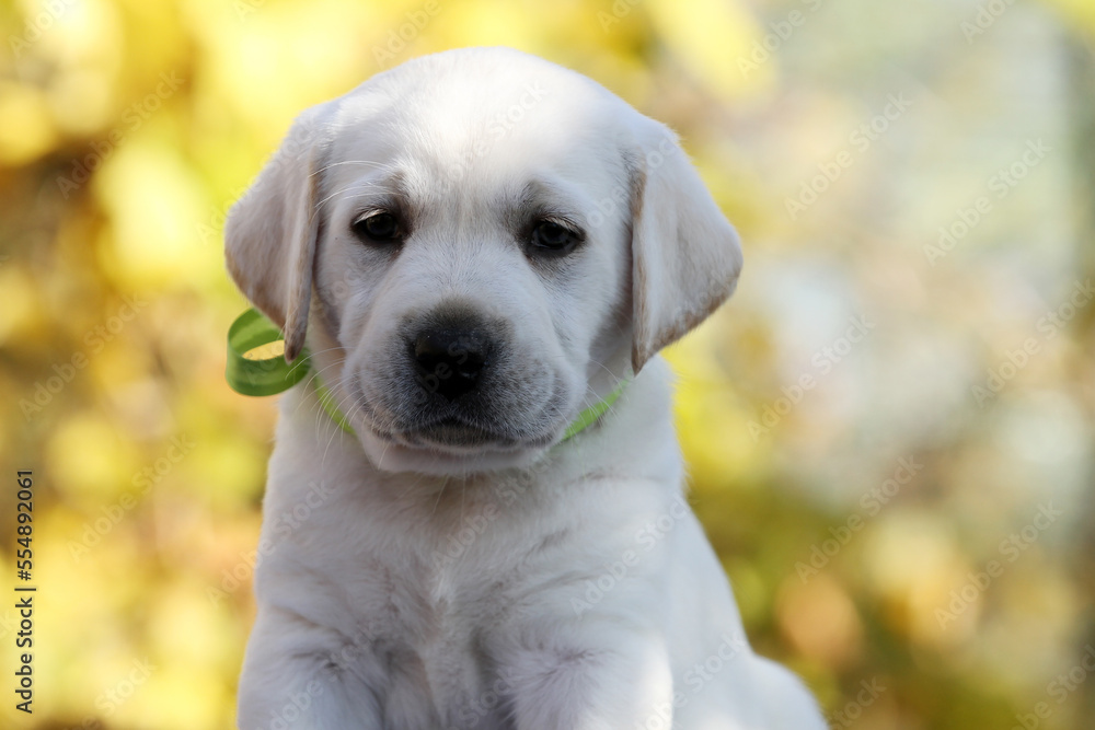 a nice yellow labrador retriever in autumn close up a nice yellow labrador retriever in autumn close up