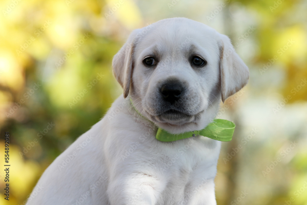 a sweet nice yellow labrador retriever in autumn close up a sweet nice yellow labrador retriever in autumn close up