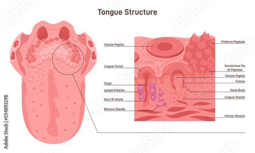 Human tongue structure. Muscular organ with papillae, taste receptors photo