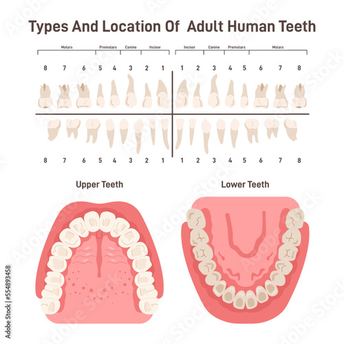Types and location of adult human teeth. Oral cavity, human dental system