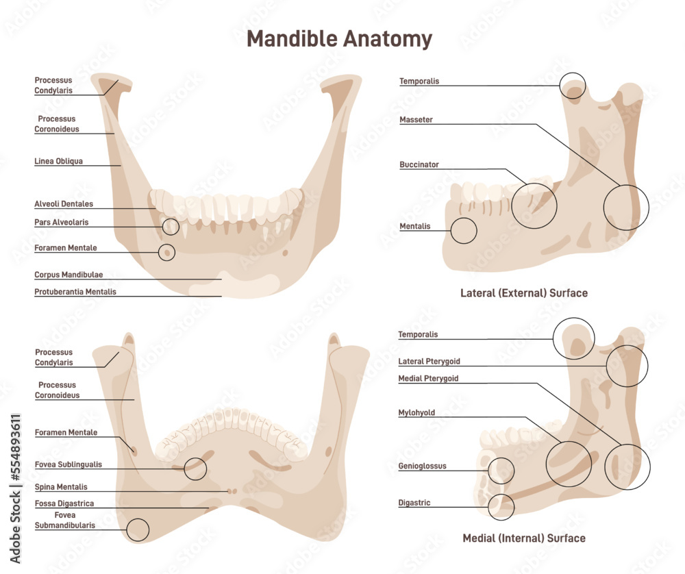 Mandible anatomy. Lower jaw bone skeletal structure with educational