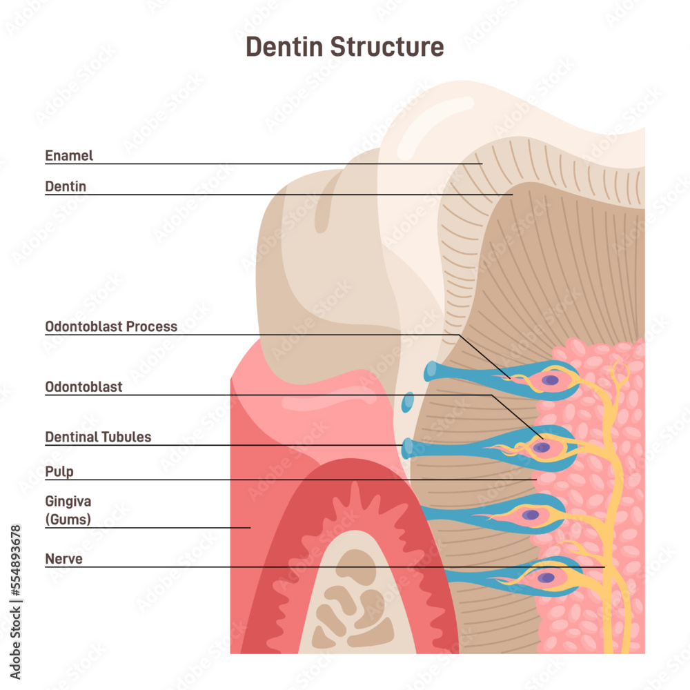 Structure of Dentine. Parts of a tooth, including dentine. Stock
