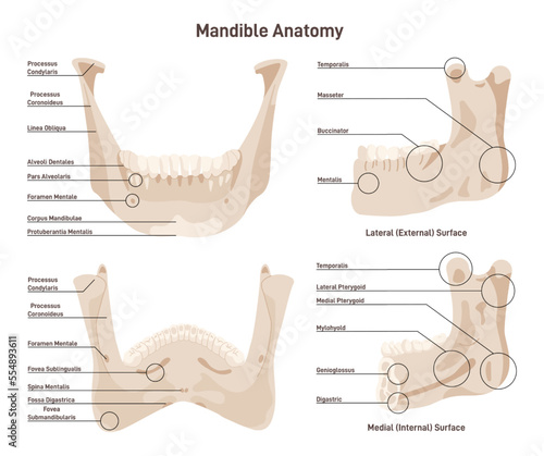 Mandible anatomy. Lower jaw bone skeletal structure with educational photo