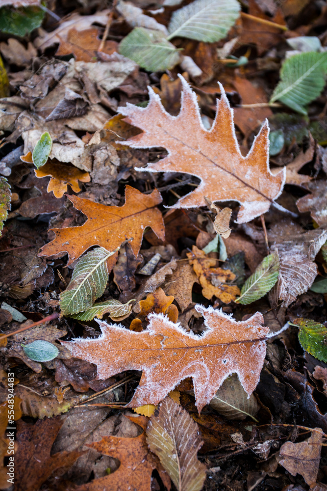 Roteichenblätter im WInter