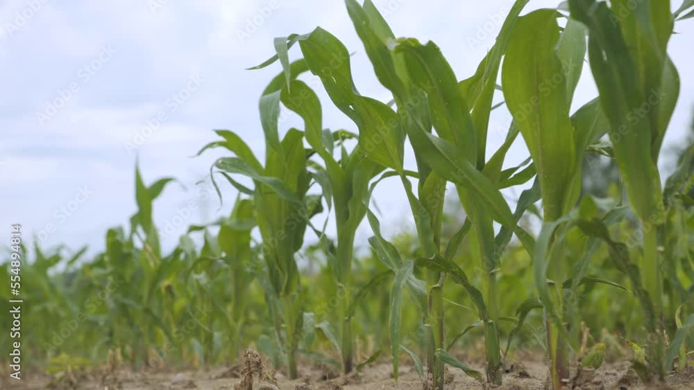 Green Leaves Corn of Plants in Field. Farm of Maize Plants. Edge of Cornfield With Corn Stalks, Leaves and Tassels Waving in Breeze.Dry Soil, Climate Change. Green Leaves Corn of Plants in Field. Farm of Maize Plants. Edge of Cornfield With Corn Stalks, Leaves and Tassels Waving in Breeze.Dry Soil, Climate Change.