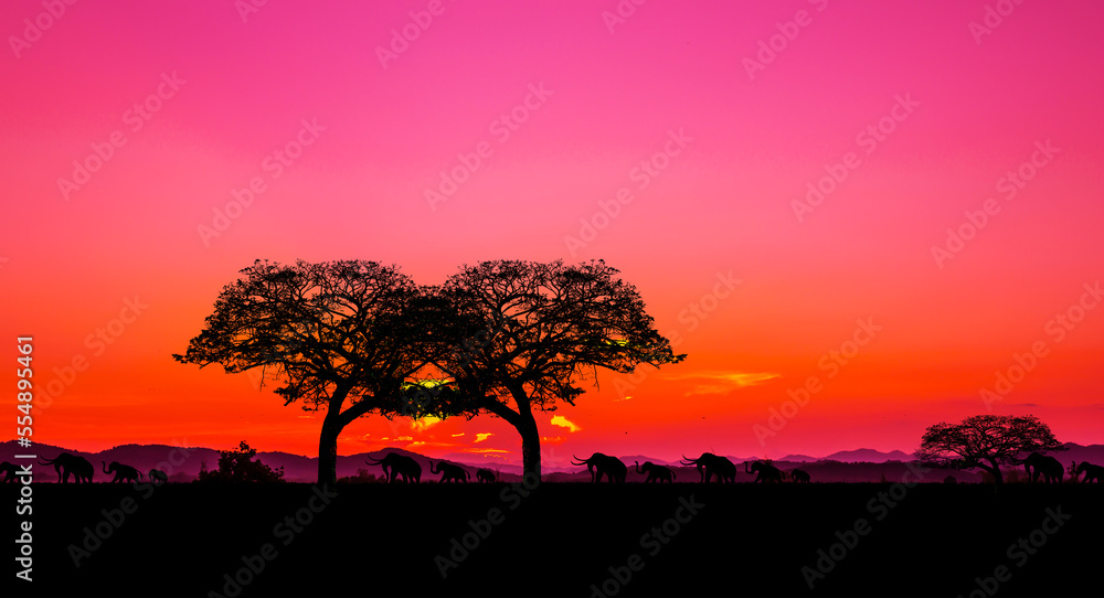 Amazing sunset and sunrise.Panorama silhouette bird on africa with sunset.select focus.