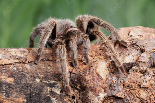 A Chilean Rose Tarantula on the forest floor 