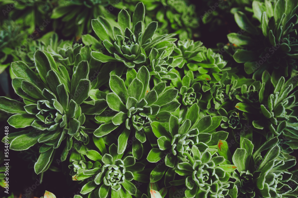 Fototapeta premium Beautiful green succulent.
