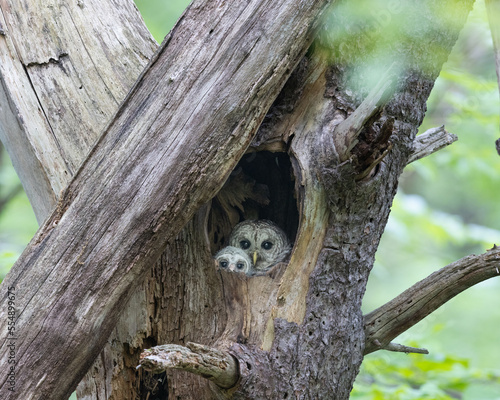Deep in the forest a mother and baby barred owl snuggle together in their tree home.