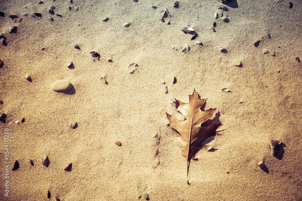 Close up of fallen oak leaves on a sandy beach with sea shells in a late afternoon sun.
