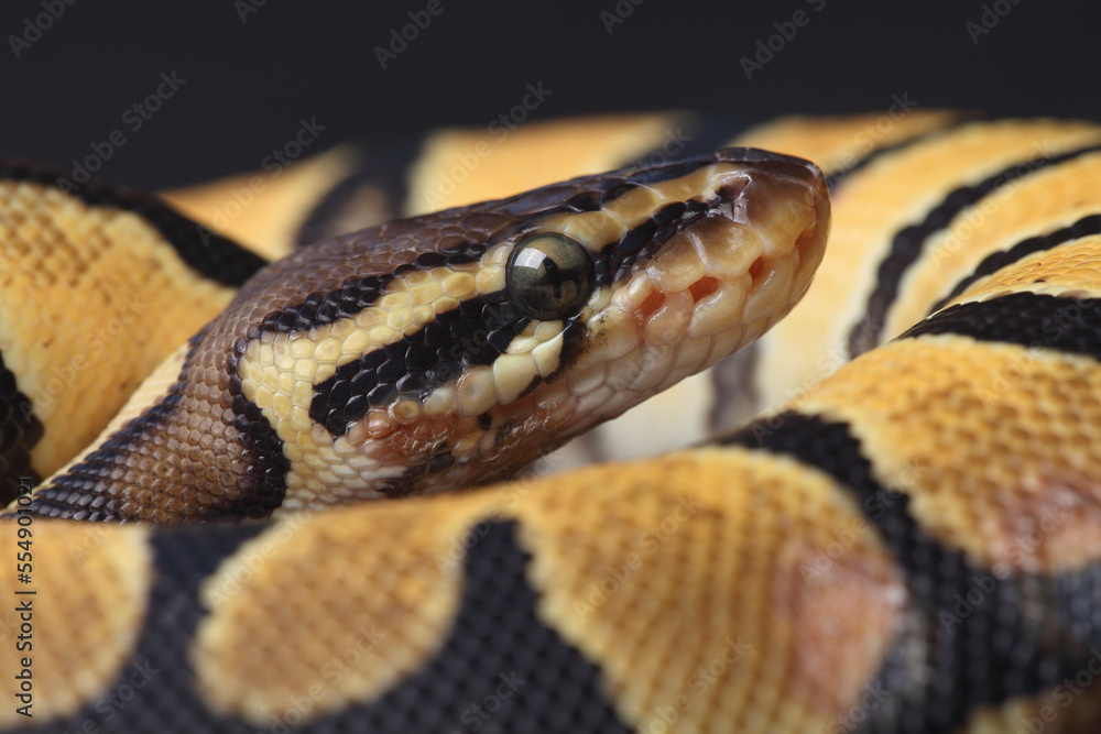 A close-up of a Ball Python
A close-up of a Ball Python