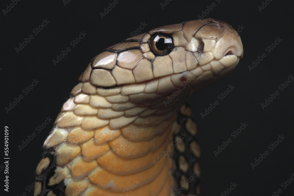 Portrait of a King Cobra against a black background
Portrait of a King Cobra against a black background