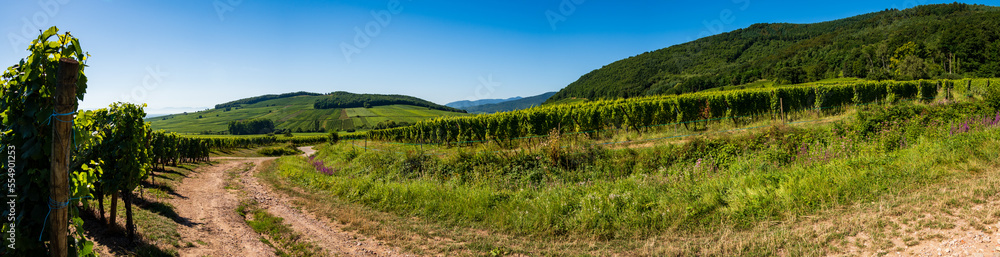 Promenade dans le vignoble alsacien, Kaysersberg vignoble, Grand Est, France