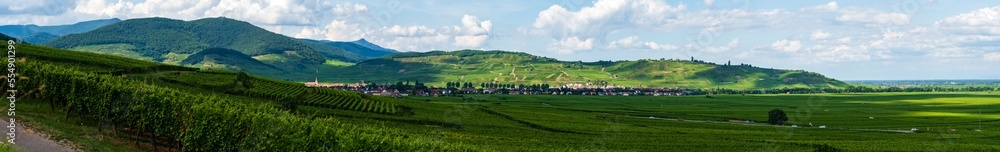 Plaine viticole d'Alsace, Alsace, Grand Est, France