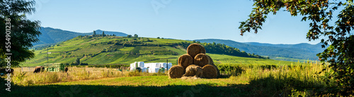 Fourrage et pairie bocagère de la plaine d’Alsace, à l’arrière, le Mont de Sigolsheim, CEA, Alsace, Vosges alsacienne, Grand Est, France photo