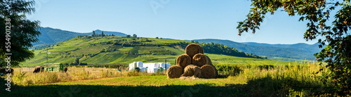 Obraz na plátně Fourrage et pairie bocagère de la plaine d’Alsace, à l’arrière, le Mont de Sigol
