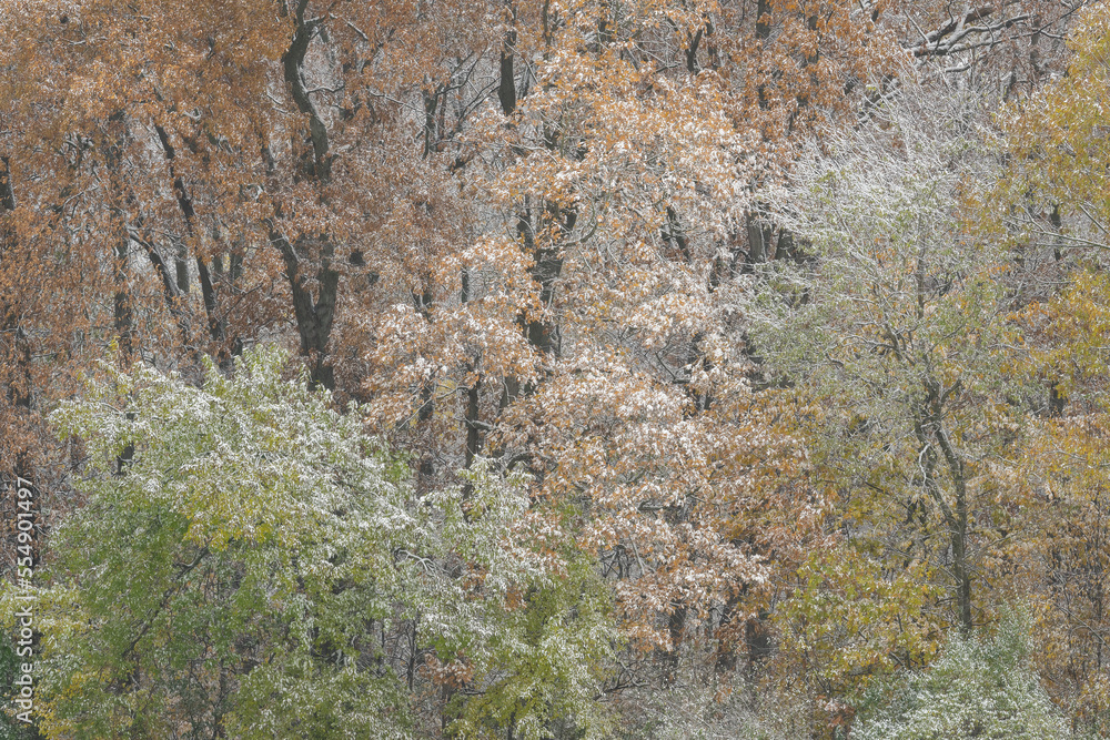 Autumn landscape of snow flocked forest, Yankee Springs State Park, Michigan, USA Autumn landscape of snow flocked forest, Yankee Springs State Park, Michigan, USA