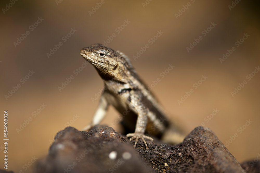 Portrait of a male San Cristobal lava lizard (Microlophus bivittatus) on San Cristobal Island in Galapagos National Park; San Cristobal Island, Galapagos Islands, Ecuador Portrait of a male San Cristobal lava lizard (Microlophus bivittatus) on San Cristobal Island in Galapagos National Park; San Cristobal Island, Galapagos Islands, Ecuador