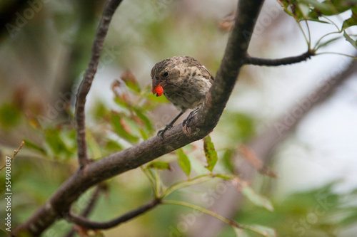 Medium ground finch in a tree, San Cristobal Island, Galapagos National Park, Ecuador photo