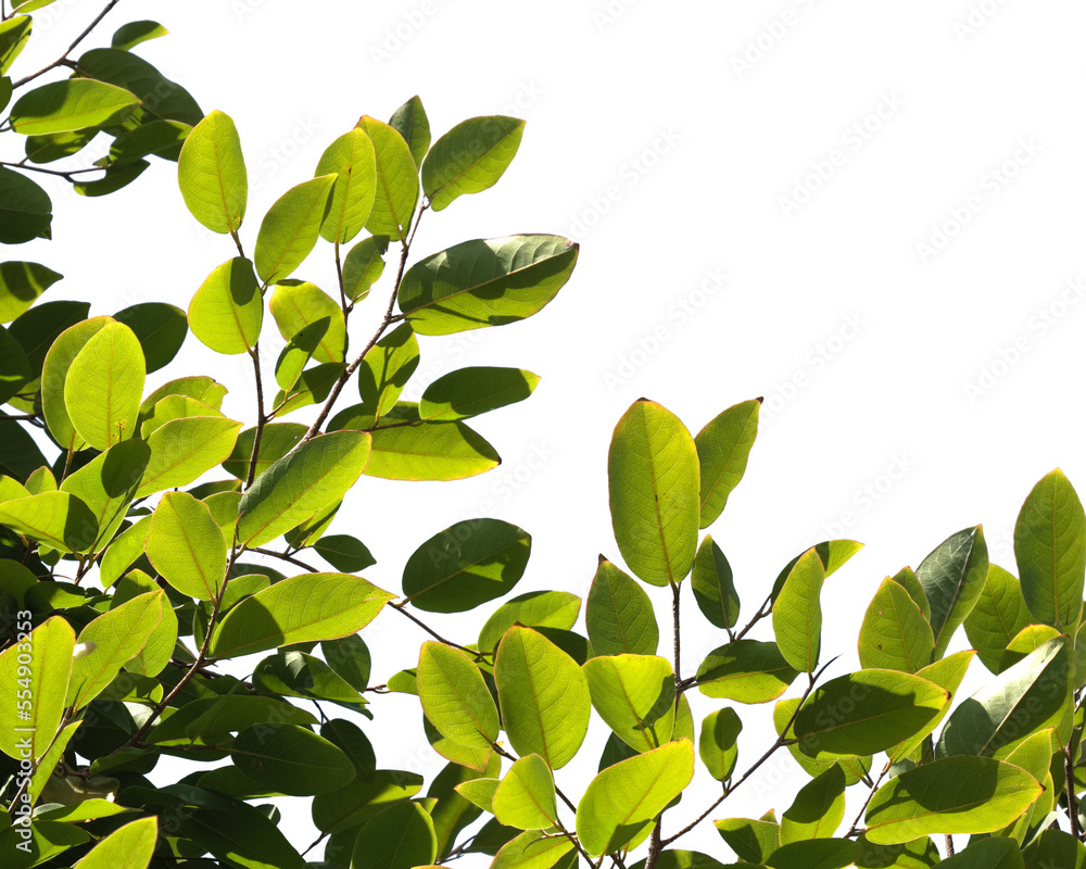 Tree branch isolated on white background Tree branch isolated on white background