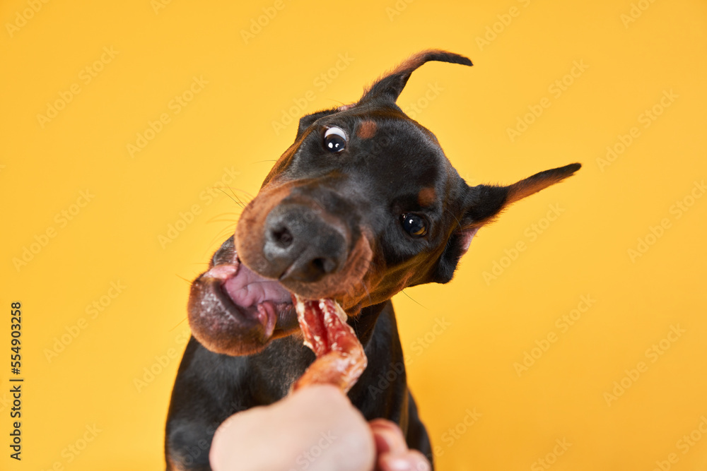 how much should a doberman eat a day