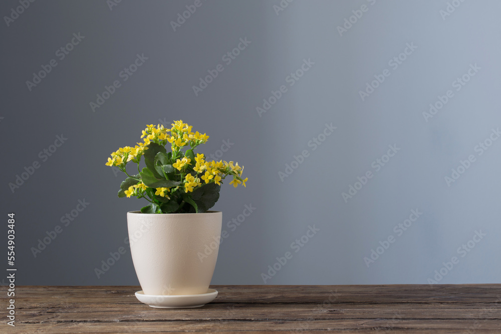 home plants in pots on  wooden table on  dark background