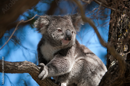 Federally threatened koala (Phascolarctos cinereus) in a tree; Petrie, Queensland, Australia