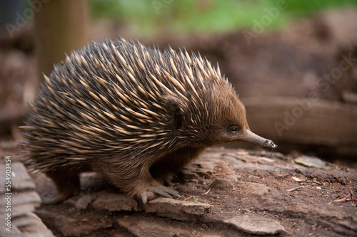 Short-beaked echidna (Tachyglossus aculeatus); Healesville, Victoria, Australia photo