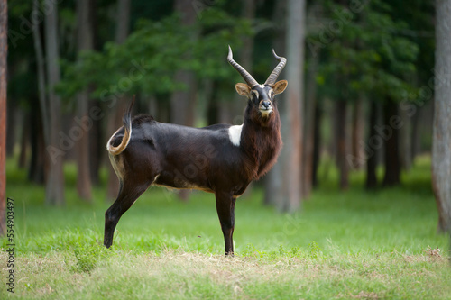 Nile lechwe (Kobus megaceros) at White Oak Conservation Center; Yulee, Florida, United States of America photo