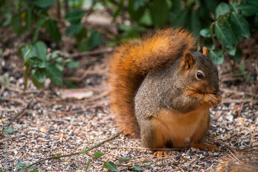 Squirrel eats seeds from the ground fallen from a bird feeder in a yard; Lincoln, Nebraska, United States of America Squirrel eats seeds from the ground fallen from a bird feeder in a yard; Lincoln, Nebraska, United States of America
