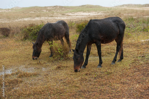 Rare wild Banker horses (Equus ferus caballus) on Shackleford Banks, one of only 350 Banker horses left in the world; Harker's Island, North Carolina, United States of America photo