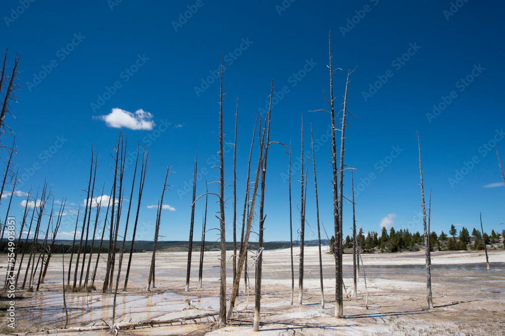 Dead trees stand in a pool of water in Yellowstone National Park, Wyoming, USA; Wyoming, United States of America Dead trees stand in a pool of water in Yellowstone National Park, Wyoming, USA; Wyoming, United States of America