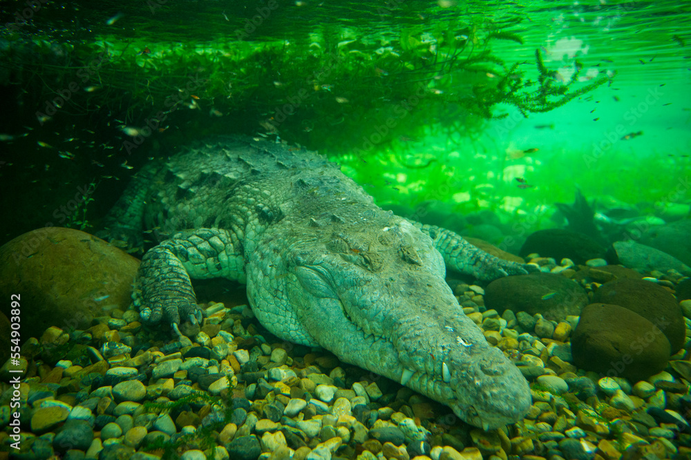 Orinoco crocodile (Crocodiles intermedium) underwater in a zoo tank; Nilo, Cundinamarca, Colombia Orinoco crocodile (Crocodiles intermedium) underwater in a zoo tank; Nilo, Cundinamarca, Colombia