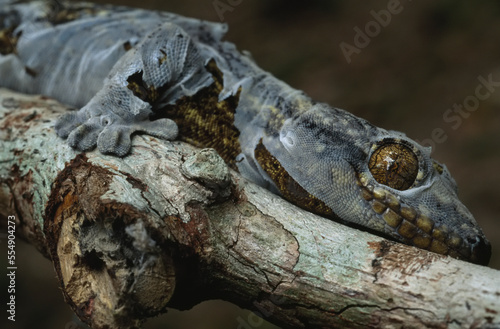 A gecko sheds its skin and matches the bark in its environment.  Geckos are therefore camouflaged from predators, Madidi National Park, Bolivia; Bolivia photo