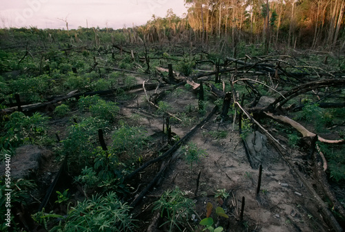 Clear-cuts are planted with manioc (Manihot esculenta), a very inefficient way to farm; Quiandeua, Brazil photo