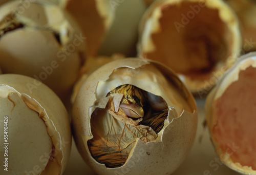 Hatched eggs of Attwater's prairie chickens (Tympanuchus cupido attwateri). Chick shown is deceased at the Fossil Rim Wildlife Center; Texas, United States of America photo