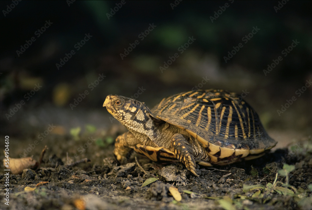Portrait of a female Ornate box turtle (Terrapene ornata); Flint Hills, Kansas, United States of America Portrait of a female Ornate box turtle (Terrapene ornata); Flint Hills, Kansas, United States of America