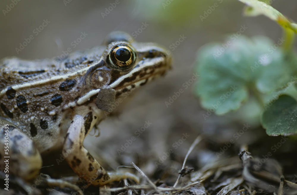 Portrait of a Plains leopard frog (Rana blairi); Walker, Minnesota, United States of America Portrait of a Plains leopard frog (Rana blairi); Walker, Minnesota, United States of America