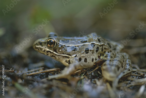 Portrait of a Plains leopard frog (Rana blairi); Walker, Minnesota, United States of America photo