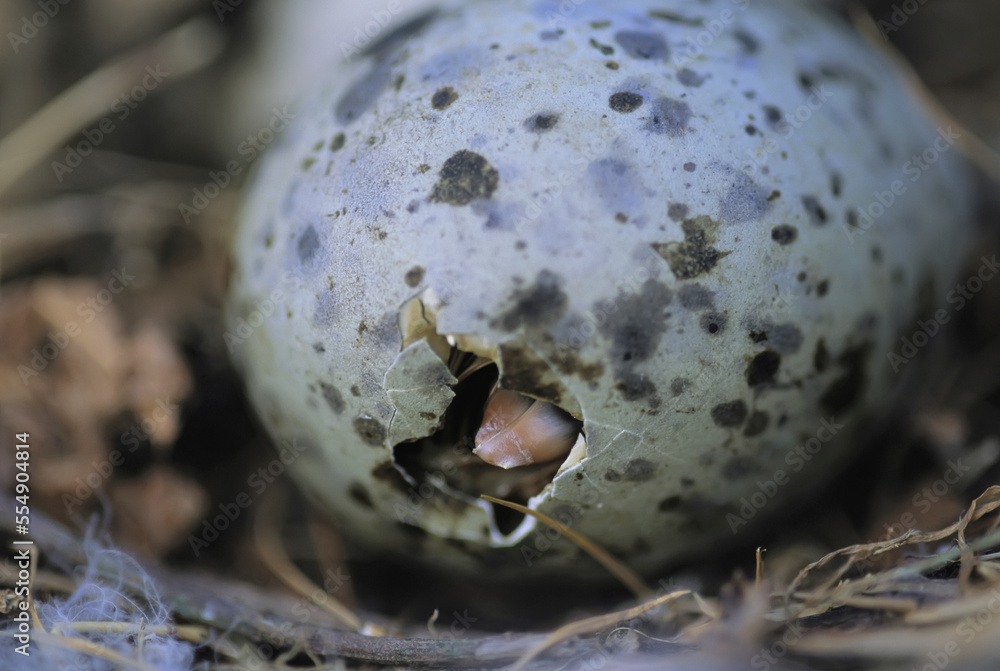 Close view of Glaucous-winged gull egg (Larus glaucescens) hatching; Vancouver Island, British Columbia, Canada