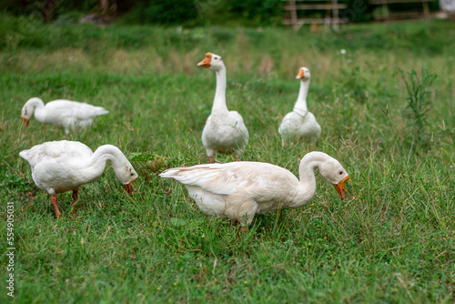 The geese in the fields are looking for food, the geese are white