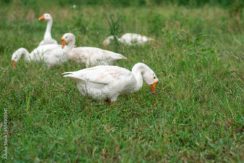 The geese in the fields are looking for food, the geese are white
