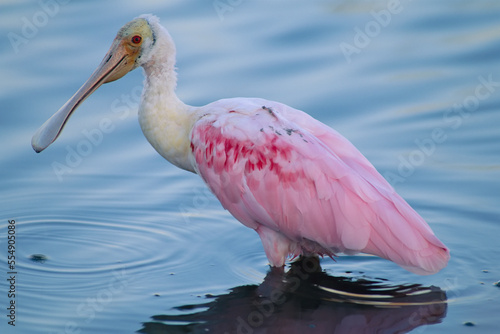 Roseate spoonbill (Platalea ajaja) wading in shallow water, Sabine National Wildlife Refuge, Florida, USA; Florida, United States of America photo