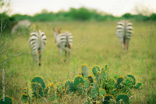 Cactus with zebras in the background; Texas, United States of America photo